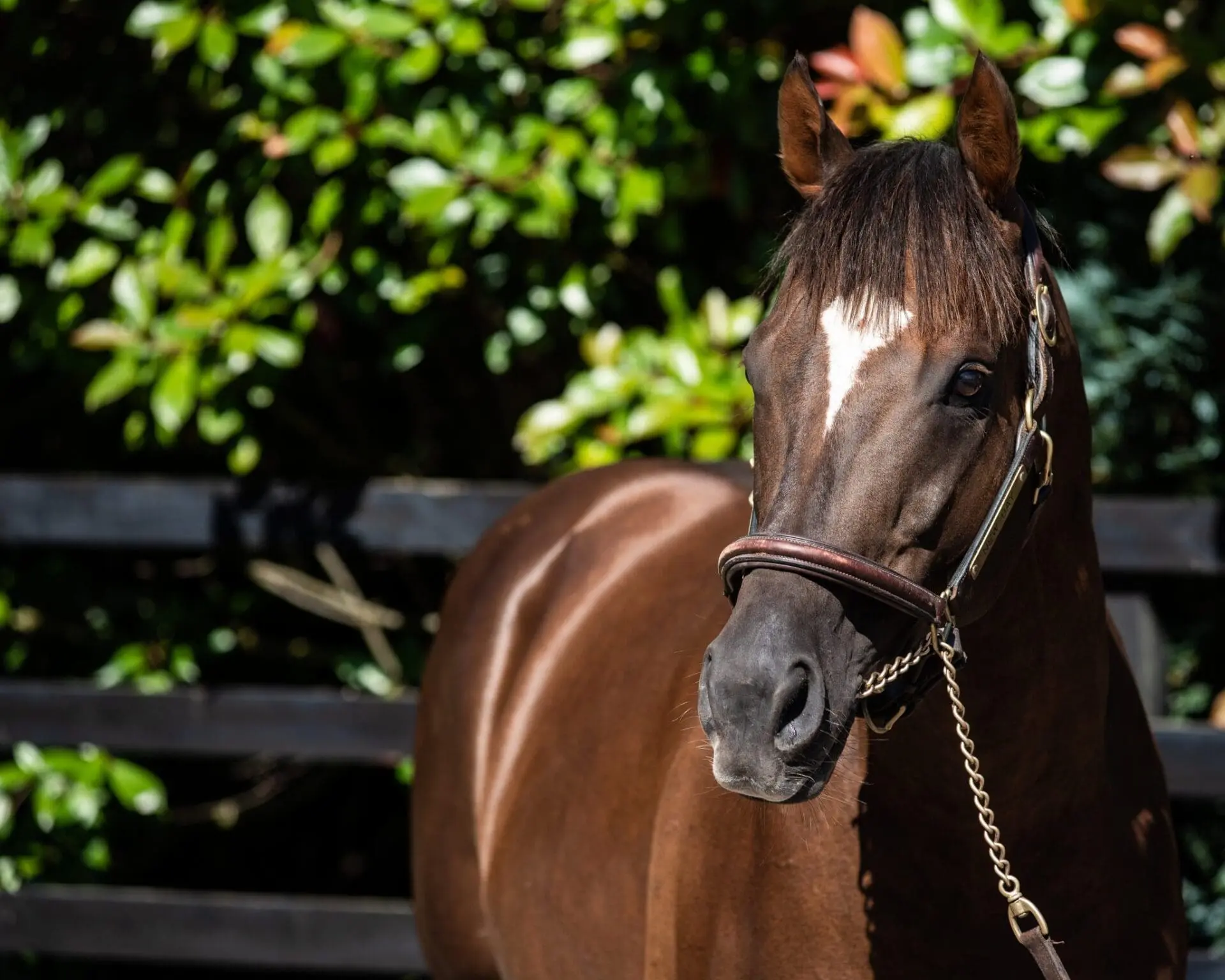 New Bay and Mehmas close to joining the European elite