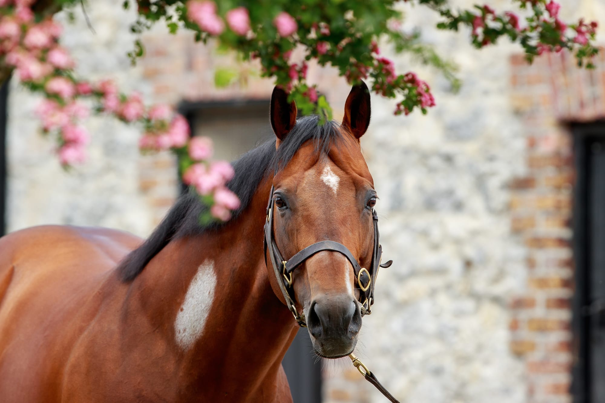 New Bay and Mehmas close to joining the European elite