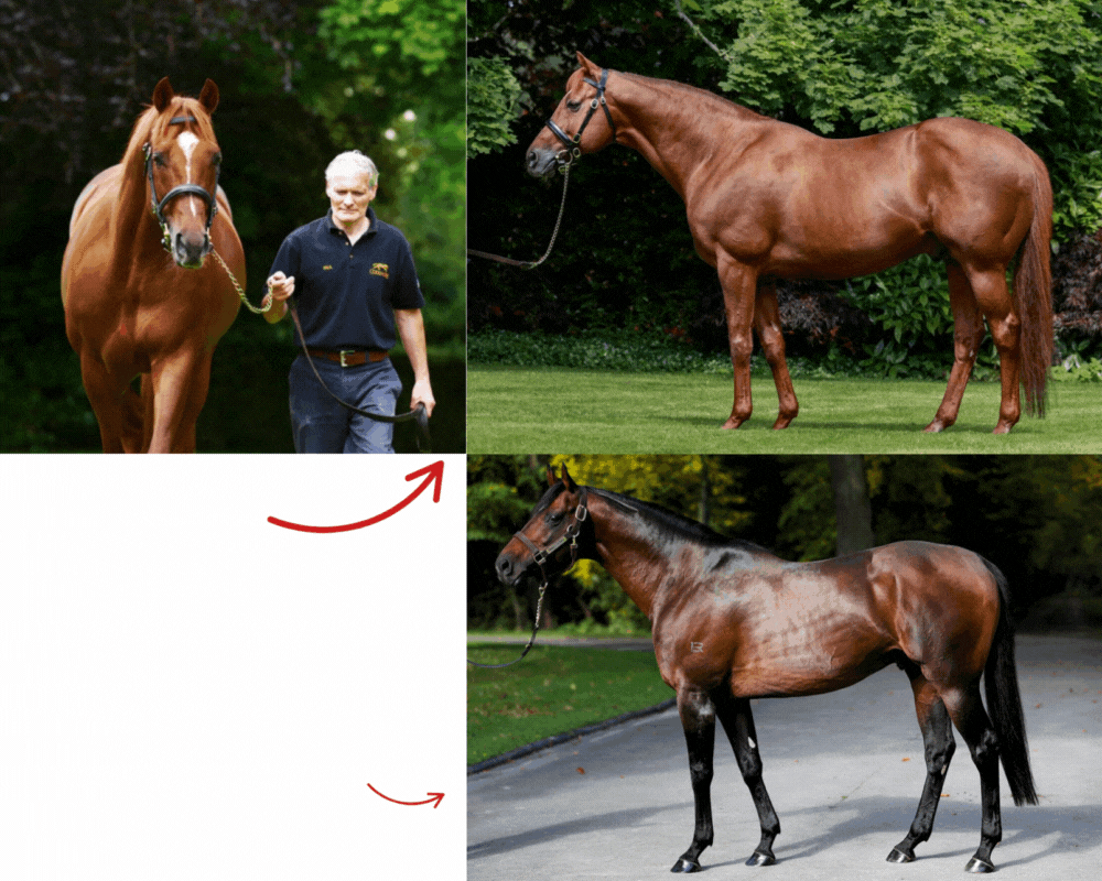 A good middle-distance sire is key for a three-year-old to win a 1m4f Classic in June...