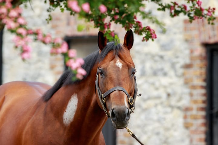 New Bay and Mehmas close to joining the European elite